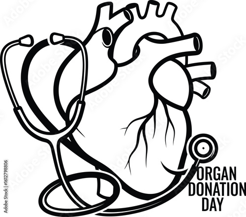 Vector art of a heart with a stethoscope represents organ donation day and the importance of medical care isolated on white background