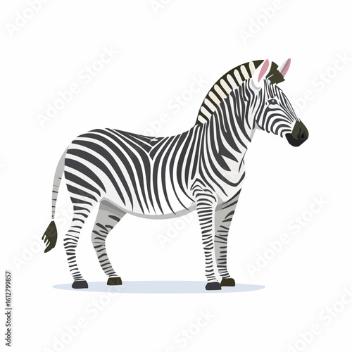 Elegant zebra portrait: Striking black and white stripes against a clean background
