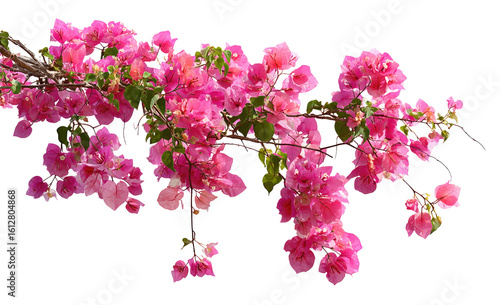 Lush pink bougainvillea blossoms cascading over branches