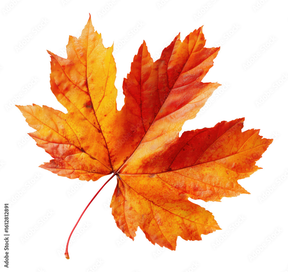 Obraz premium Beautiful autumn maple leaf with orange and red colors isolated on transparent background