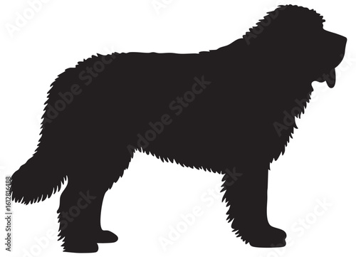 Black silhouette of a large shaggy dog standing profile white animal