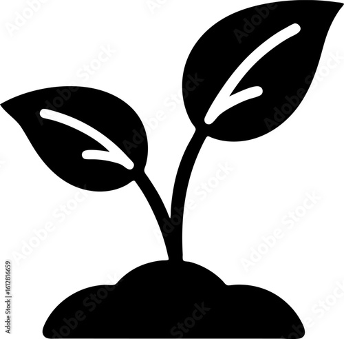 Green Seedling Emerging from Soil with Veined Leaves