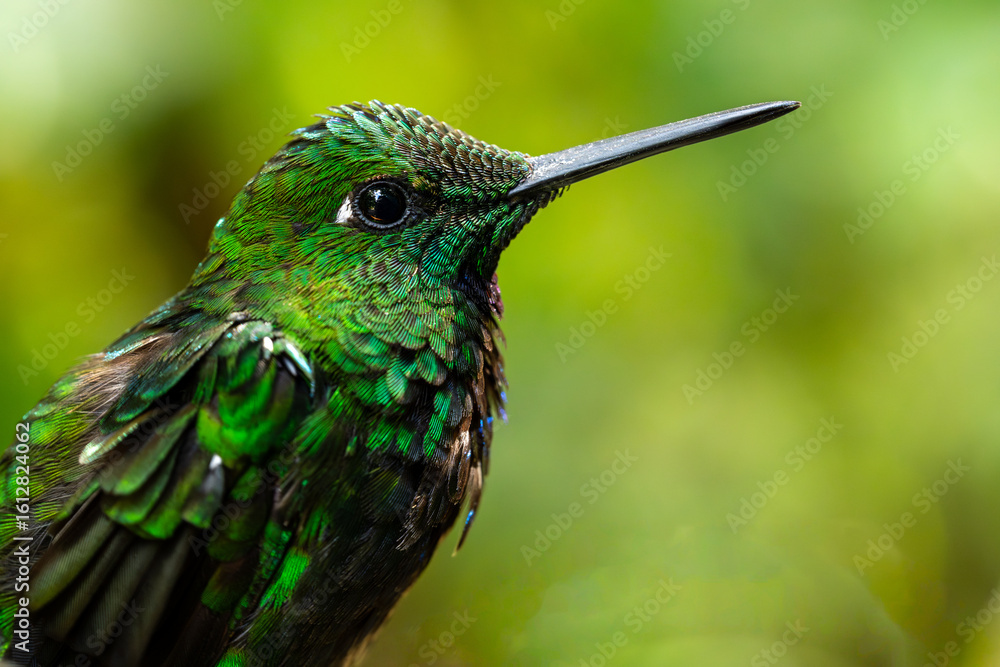 Obraz premium Bright green-fronted hummingbird (Heliodoxa jacula) perched on a branch in Monteverde National Park, Costa Rica