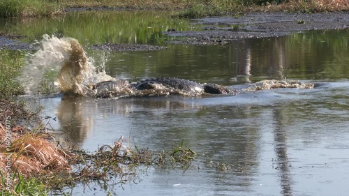  Large American Alligator Jumps after Fish