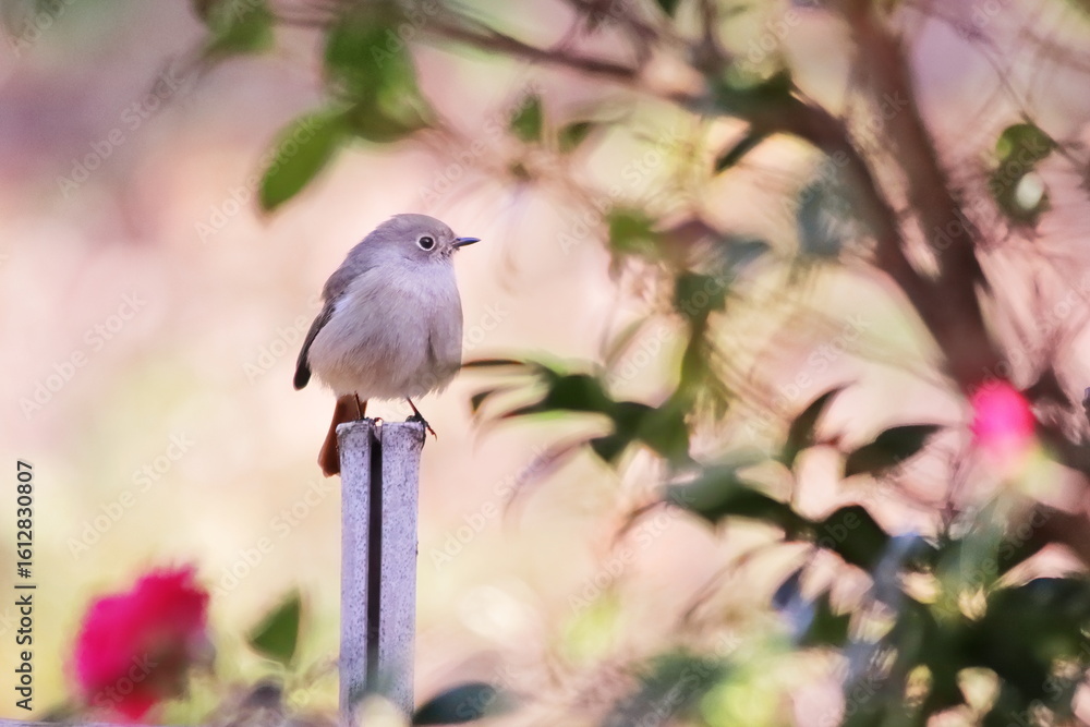 Obraz premium 美しい緑の背景とジョウビタキ