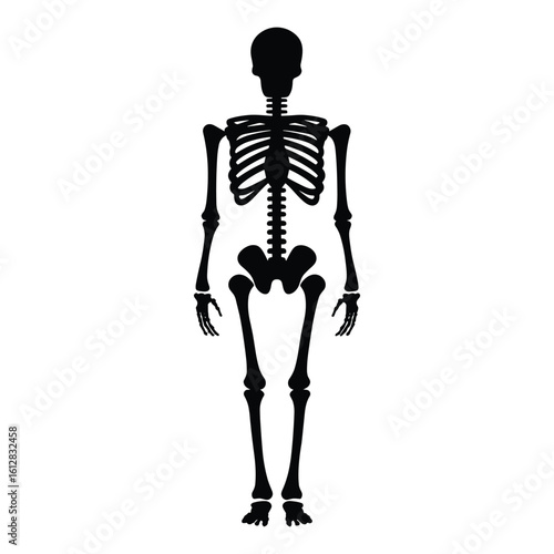 Vector art of black silhouette of a human skeleton isolated on white