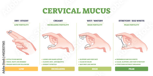 Cervical mucus diagram shows hand gestures and mucus types to illustrate fertility stages and mucus texture changes. Outline diagram