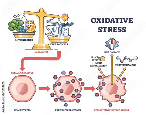 Oxidative stress shows imbalance between antioxidants and free radicals, leading to cellular damage. Key objects, scale, cells, DNA. Outline diagram