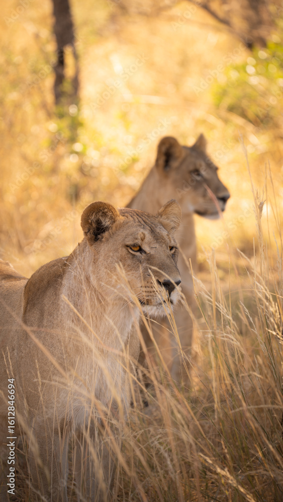 Fototapeta premium Lioness of Botswana