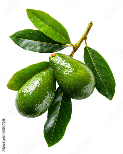 Wallpaper Mural Fresh green avocados on a branch with leaves isolated on transparent background Torontodigital.ca