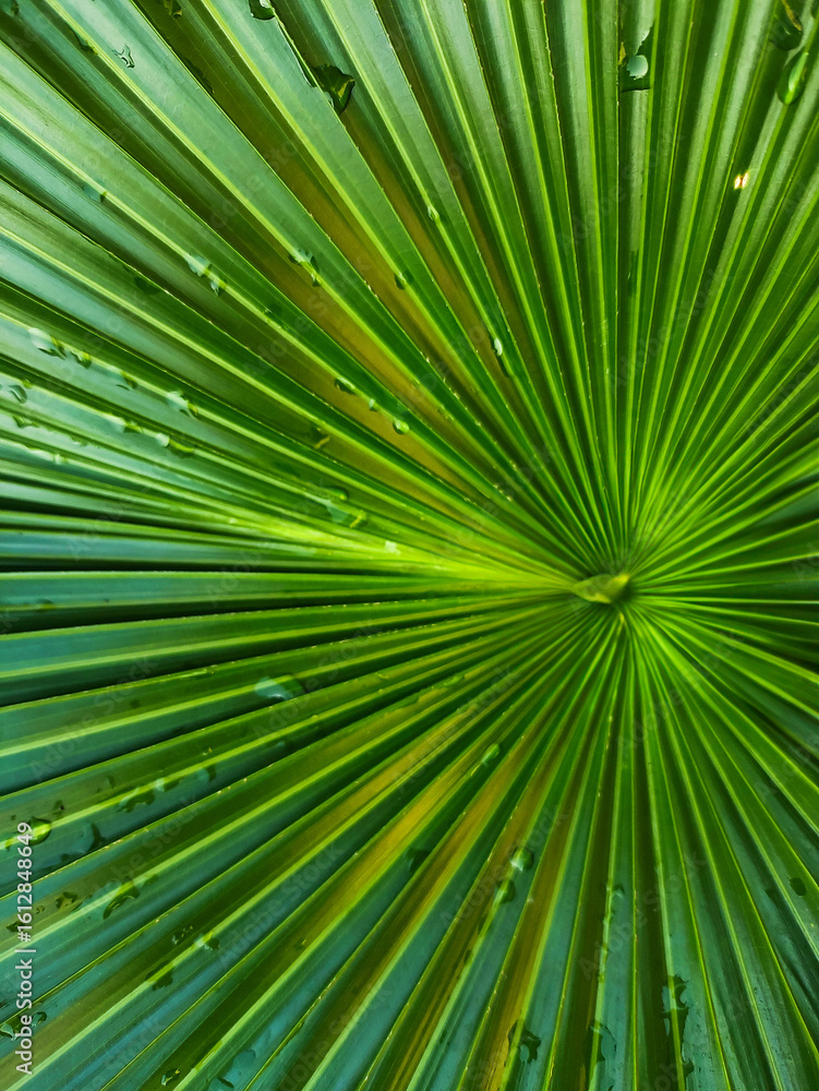 Obraz premium Vibrant Green Palm Leaf Close Up Nature Background Texture Abstract
