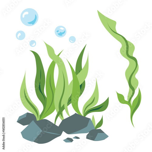Green seaweeds and rocks colorful illustration isolated on square white background.