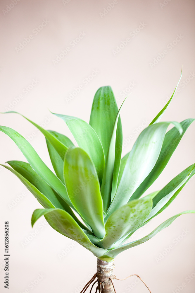 Obraz premium Agave Plant Close-Up on Neutral Background