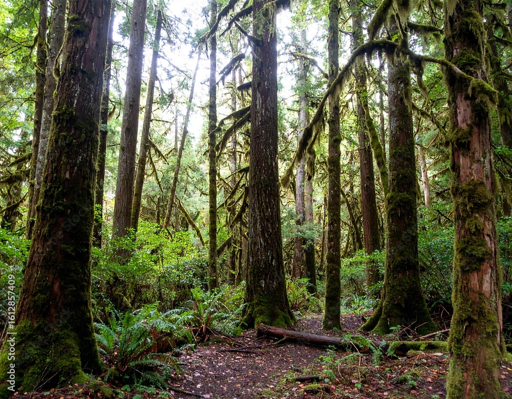 Obraz premium Lush forest path