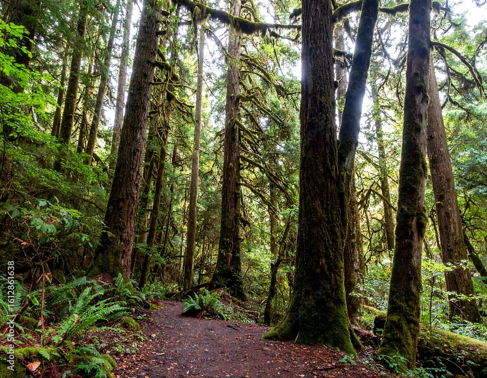 Naklejka premium Lush forest trail