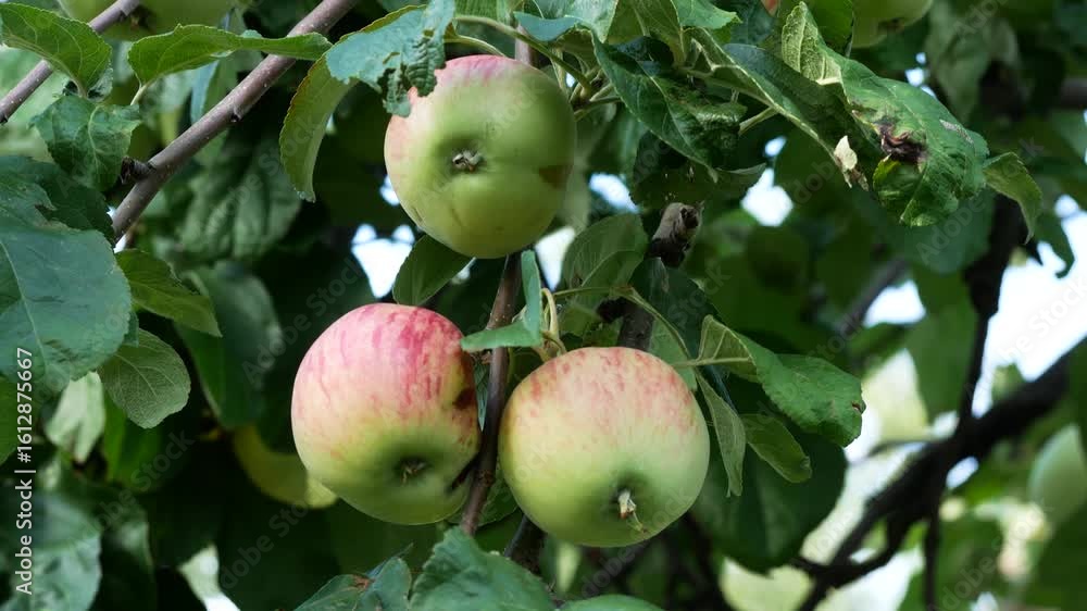 Red ripe apples on an apple tree. Panorama. Growing and harvesting apples. Sweet apples for dessert. dessert in a healthy diet. Apples as raw materials for making juice and baby food. Red ripe apples on an apple tree. Panorama. Growing and harvesting apples. Sweet apples for dessert. dessert in a healthy diet. Apples as raw materials for making juice and baby food.