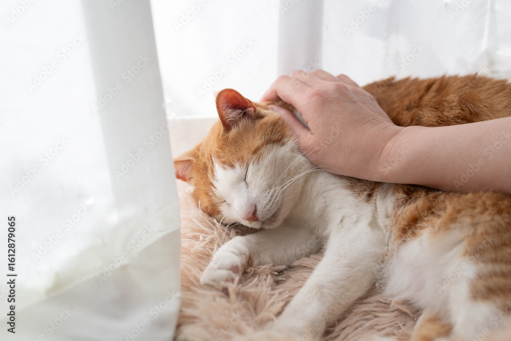 Obraz premium かわいい飼い猫を撫でる飼い主 茶トラ白