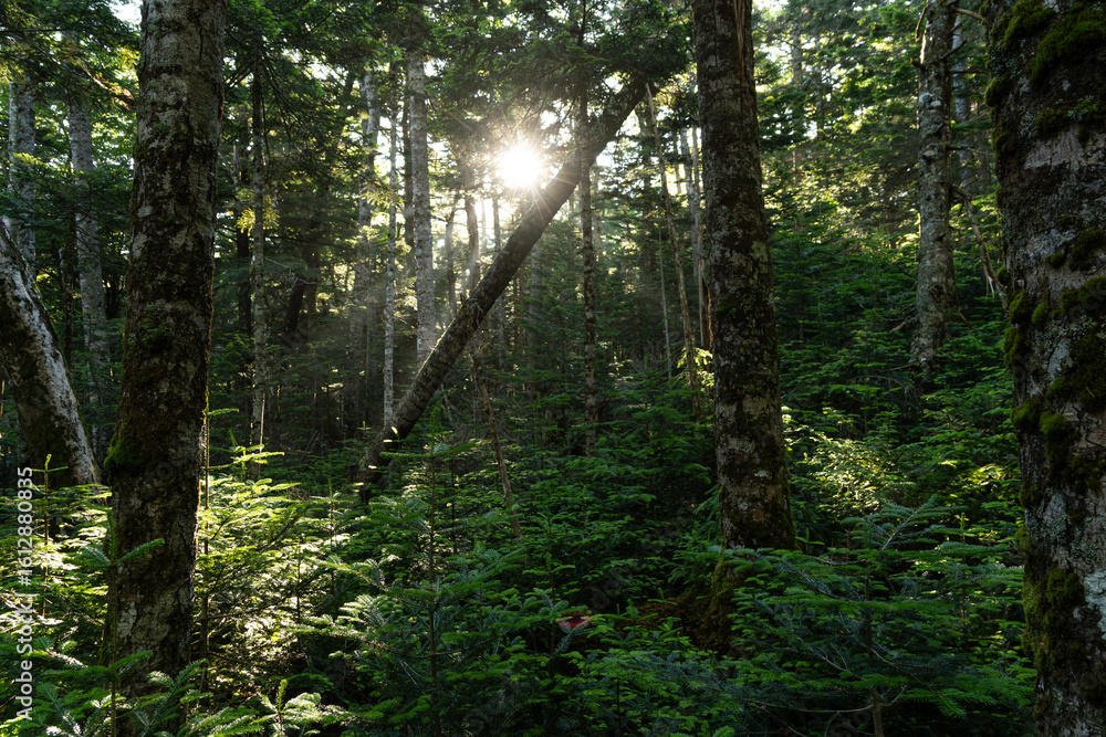 Obraz premium 美しい苔の森を歩く 白駒の池