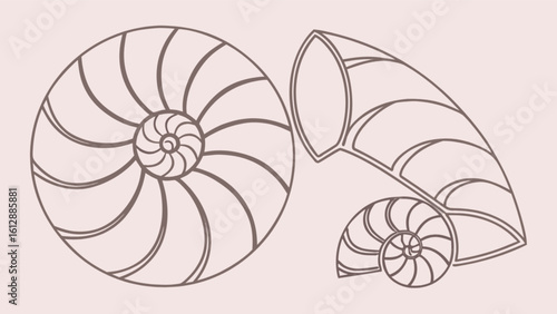Nautilus shell vector art illustration, golden ratio spiral design, geometry line art, seashell graphic design