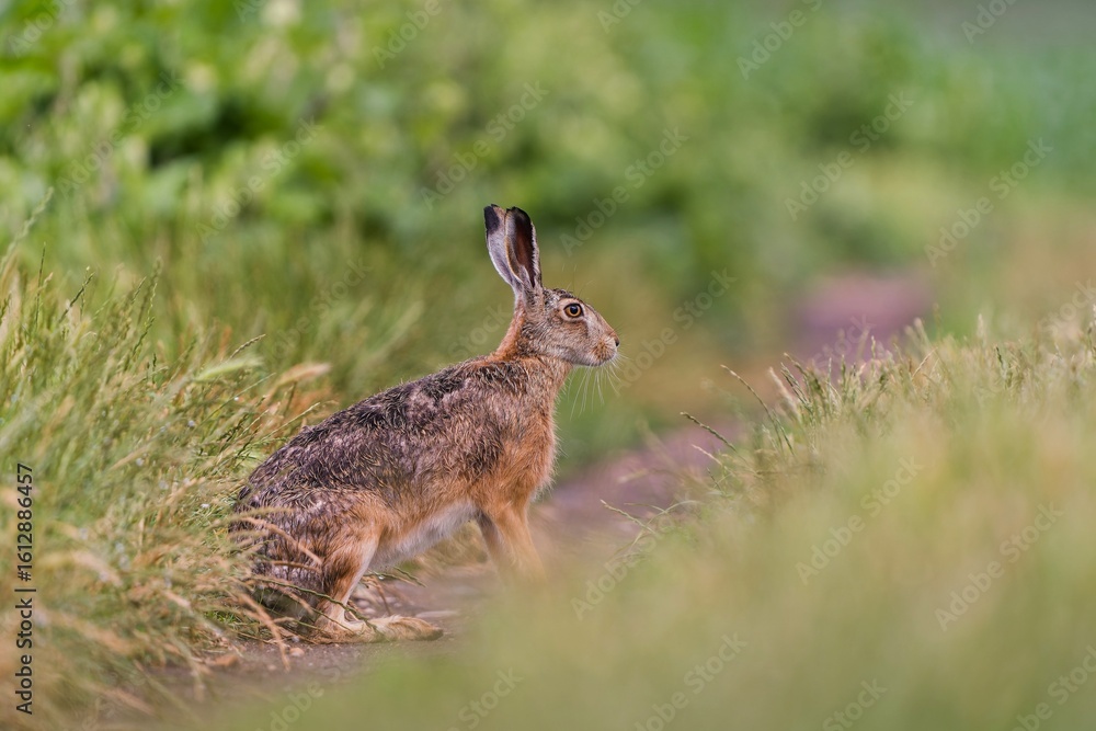 Fototapeta premium a hare sits on a dirt road. Lepus europaeus. Portrait of a european hare in its nature habitat.