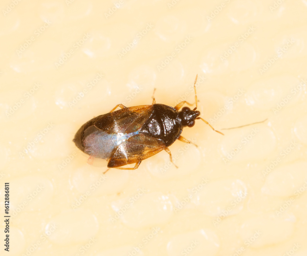 Obraz premium A bug is on a white surface