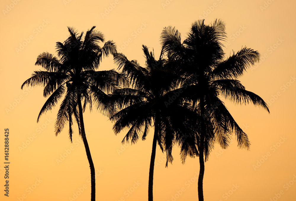 Fototapeta premium Three palm trees are silhouetted against a sunset sky