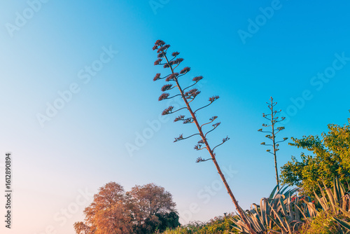 Tall agave plants with blooming flower stalks against a clear blue sky. Sunset lighting on coastal vegetation. Mediterranean flora in summer, vibrant and minimal composition.