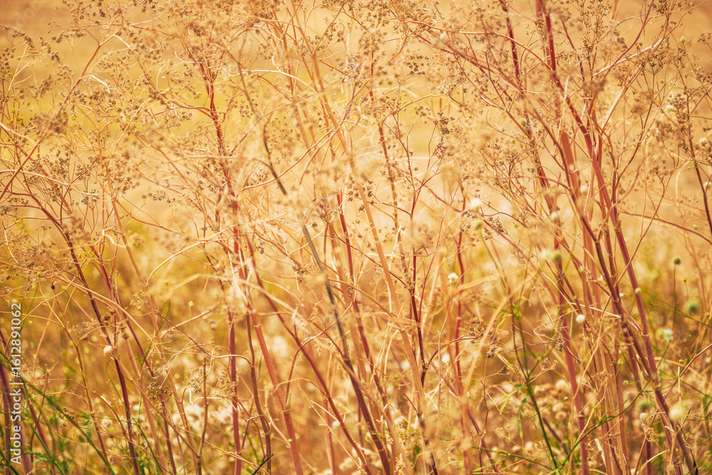 Obraz premium A sunlit close-up of a golden countryside meadow in late summer. The dry, delicate grasses and wild plants glow in warm tones.
