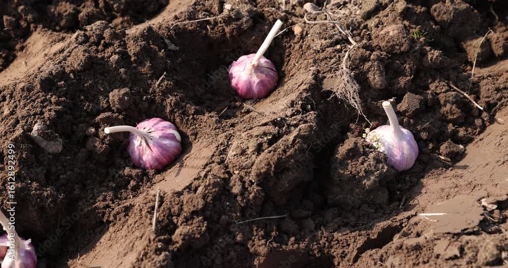 garlic planted in a row in the field during sowing , soil preparation and garlic for planting during farming in the garden in the spring