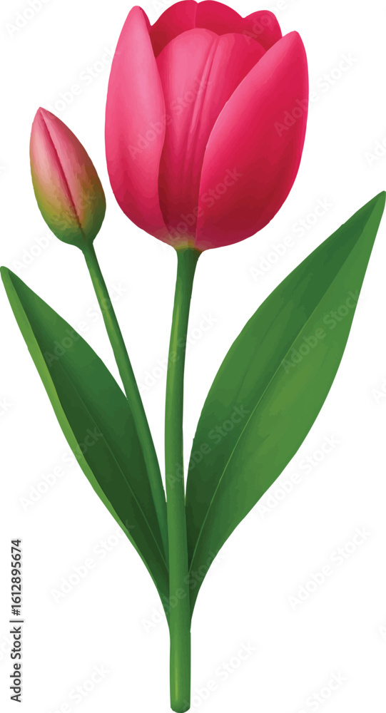Fototapeta premium Tulip with Bud and Leaf