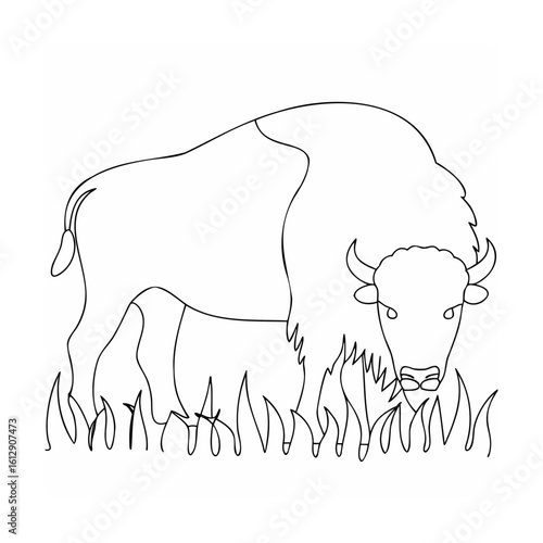 Bison grazing in grassy field buffalo