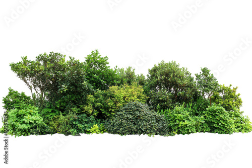 Lush green forest foliage isolated on transparent background. Green trees and vibrant shrubs form a natural landscape barrier isolated on white background.