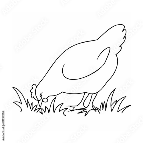 Chicken foraging in grass fowl bird