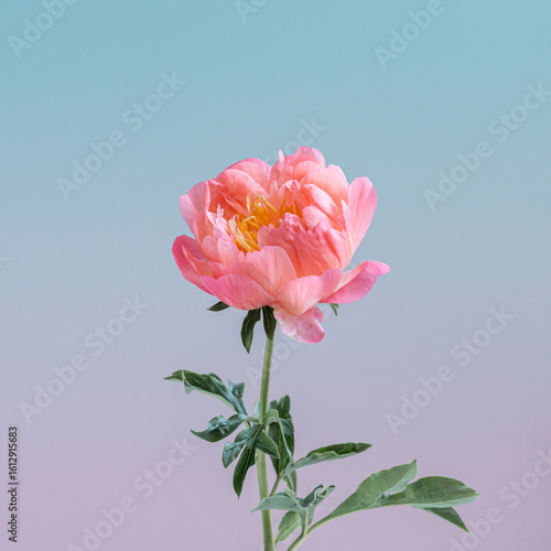 Wallpaper Mural Fresh peony blossom with pastel gradient Torontodigital.ca