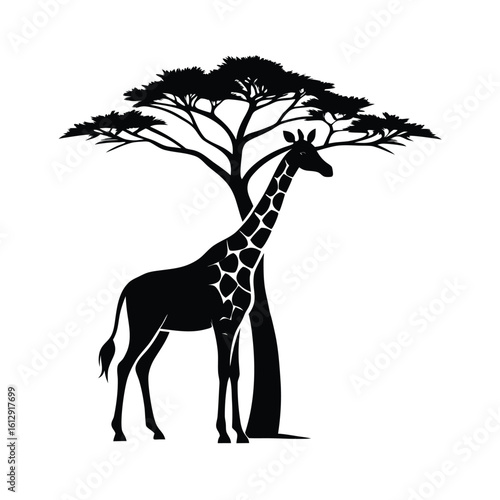 Silhouette of a giraffe gracefully eating leaves from a very tall tree against a clean white background