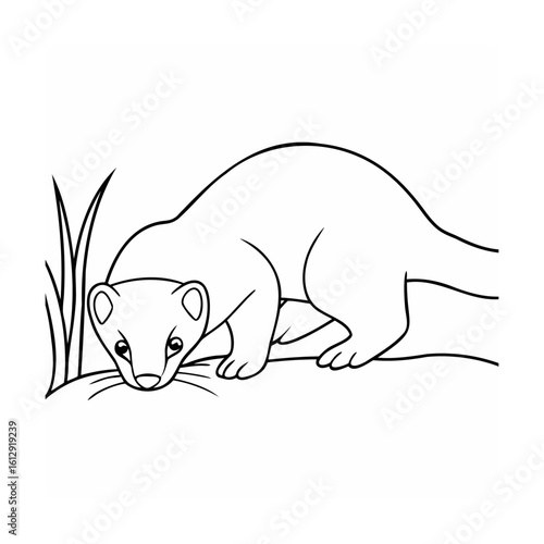 Curious weasel sniffing grass animal wildlife