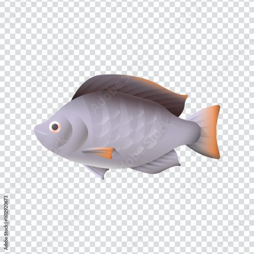Fresh tilapia