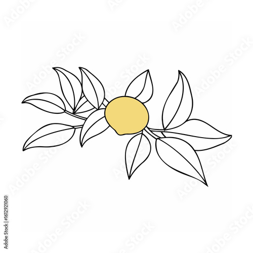 Yellow fruit on branch with leaves nature