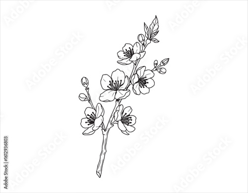 A hand-drawn linear branch with spring flowers. A minimalistic floral logo design element. Simple plant illustration for wedding invites, tattoos, vintage designs, spas, and beauty salons.
