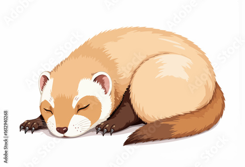Sleeping ferret curled up on a white background  