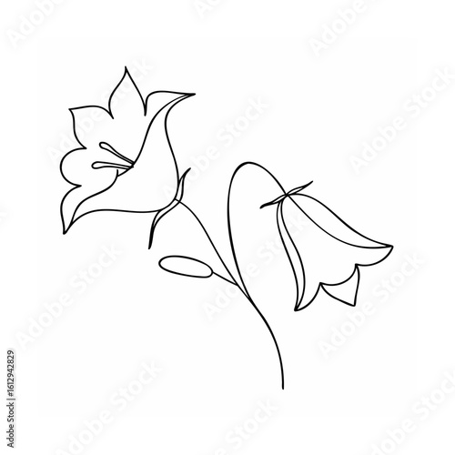 Delicate bell flowers on a stem bellflower campanula