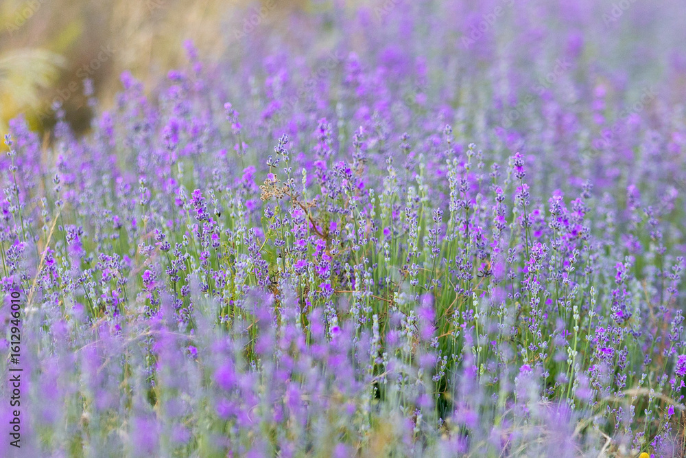 Obraz premium Violet purple lavender field close-up. Flowers selective focus, blur background