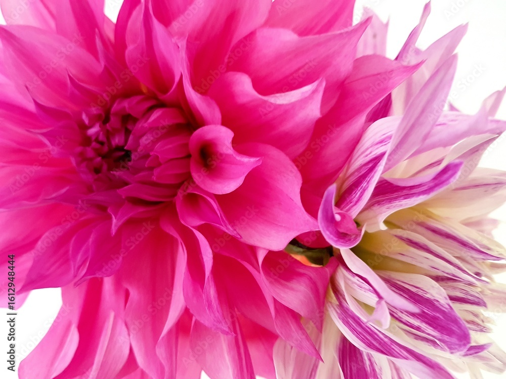 Obraz premium A close up of pink dahlia flowers.