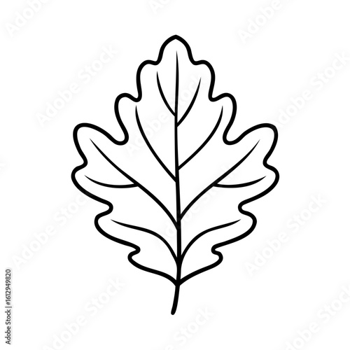 Oak leaf outline black and white nature
