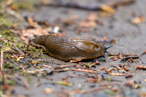 Close-Up of Banana Slug on Mossy Forest Path