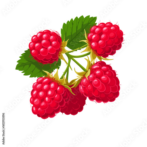 Juicy red raspberry, branch with leaves. Vector illustration. Summer ripe berry isolated on white background. Juices, jam, cooking