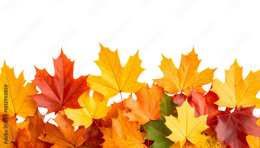 Fototapeta premium colorful autumn maple leaves