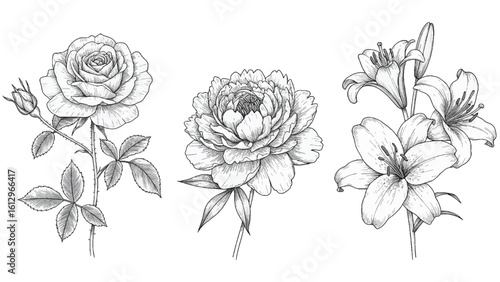 A collection of hand-drawn botanical illustrations. Detailed black and white sketches of a rose, peony, and lily in a vintage engraving style.