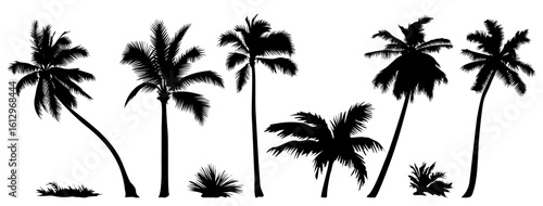 Palm tree black silhouettes set. Monochrome hand drawn vector illustrations isolated on transparent background