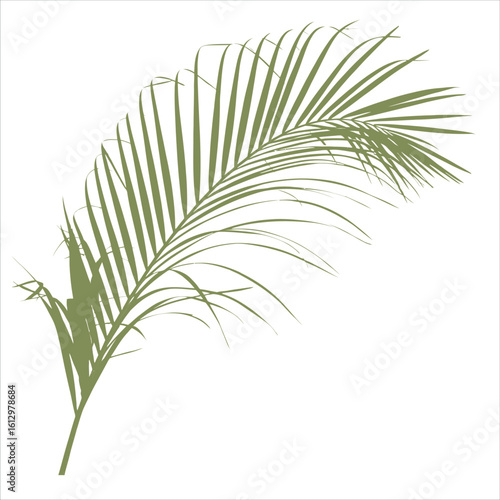 Elegant Palm Frond Illustration Tropical Plant Design Element in Vector Format for Creative Projects